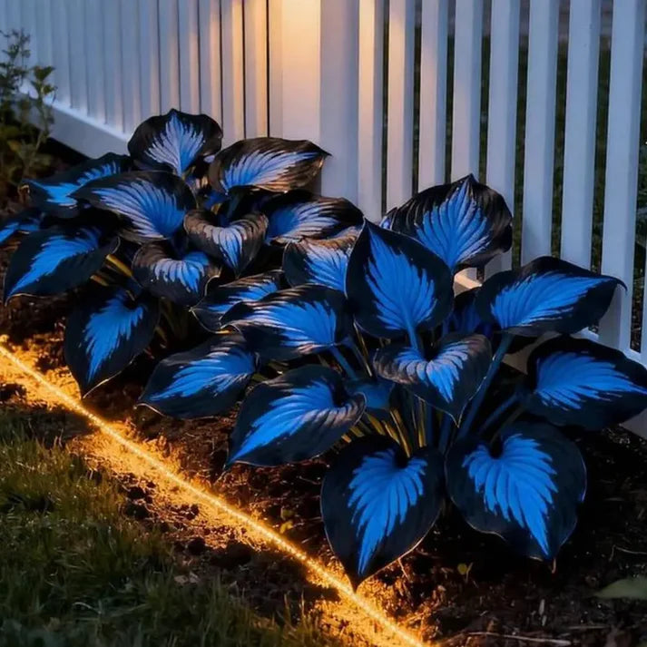 💥LAST DAY SALE 50%OFF🌿Premium Rare Hosta Seeds | 2026 New Arrivals from Los Angeles Flower District