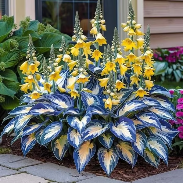 💥LAST DAY SALE 50%OFF🌿Premium Rare Hosta Seeds | 2026 New Arrivals from Los Angeles Flower District