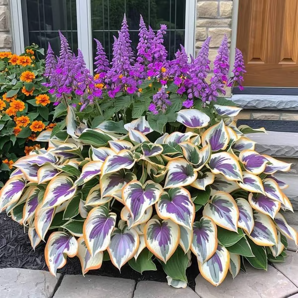 💥LAST DAY SALE 50%OFF🌿Premium Rare Hosta Seeds | 2026 New Arrivals from Los Angeles Flower District