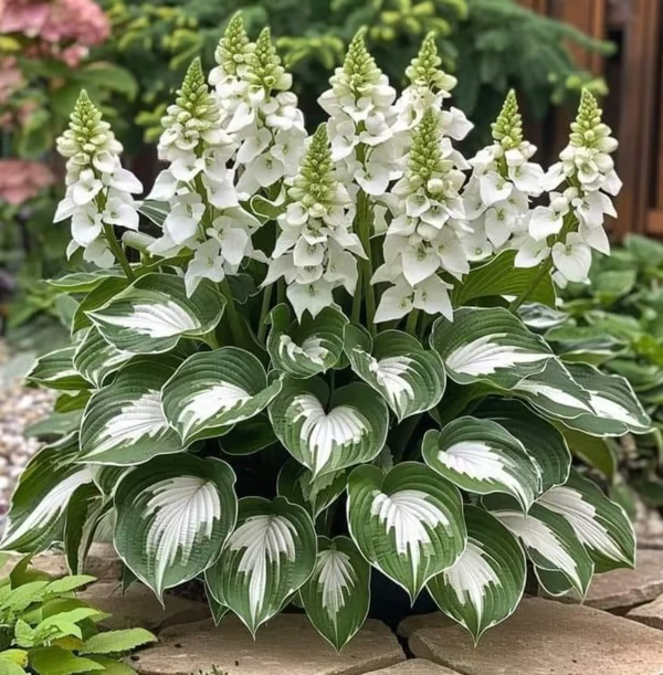 💥LAST DAY SALE 50%OFF🌿Premium Rare Hosta Seeds | 2026 New Arrivals from Los Angeles Flower District
