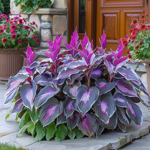 💥LAST DAY SALE 50%OFF🌿Premium Rare Hosta Seeds | 2026 New Arrivals from Los Angeles Flower District
