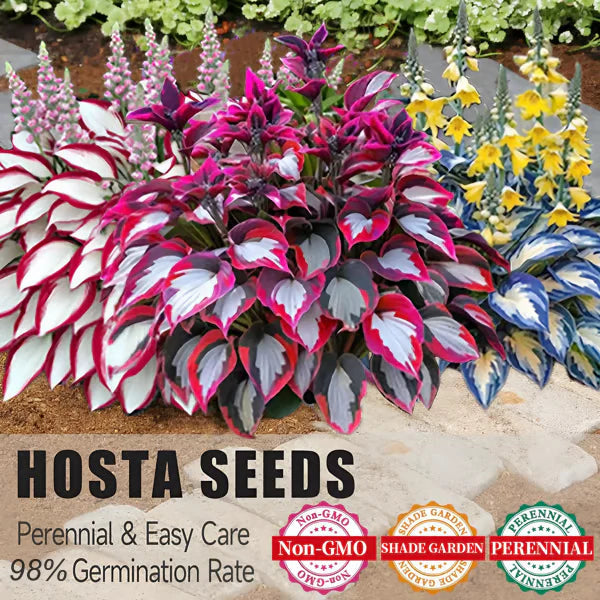 💥LAST DAY SALE 50%OFF🌿Premium Rare Hosta Seeds | 2026 New Arrivals from Los Angeles Flower District